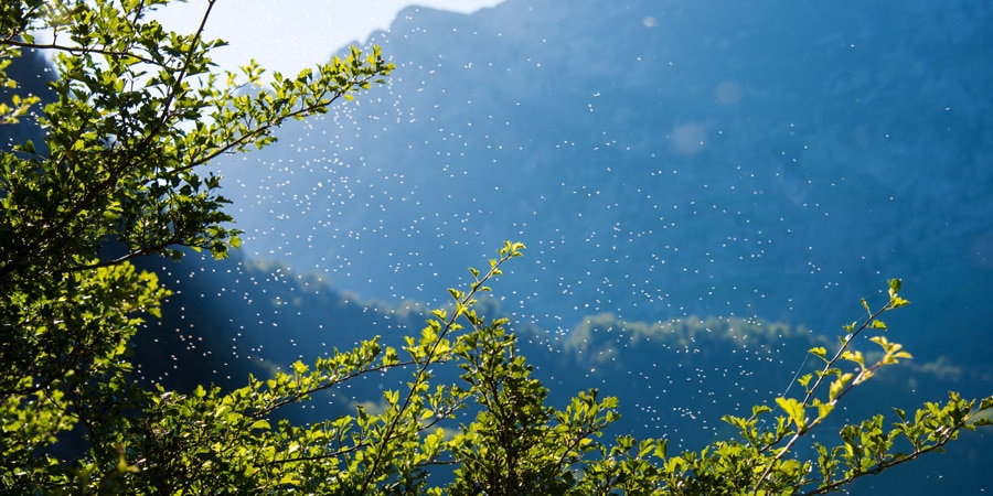 a swarm of insect in the backcountry