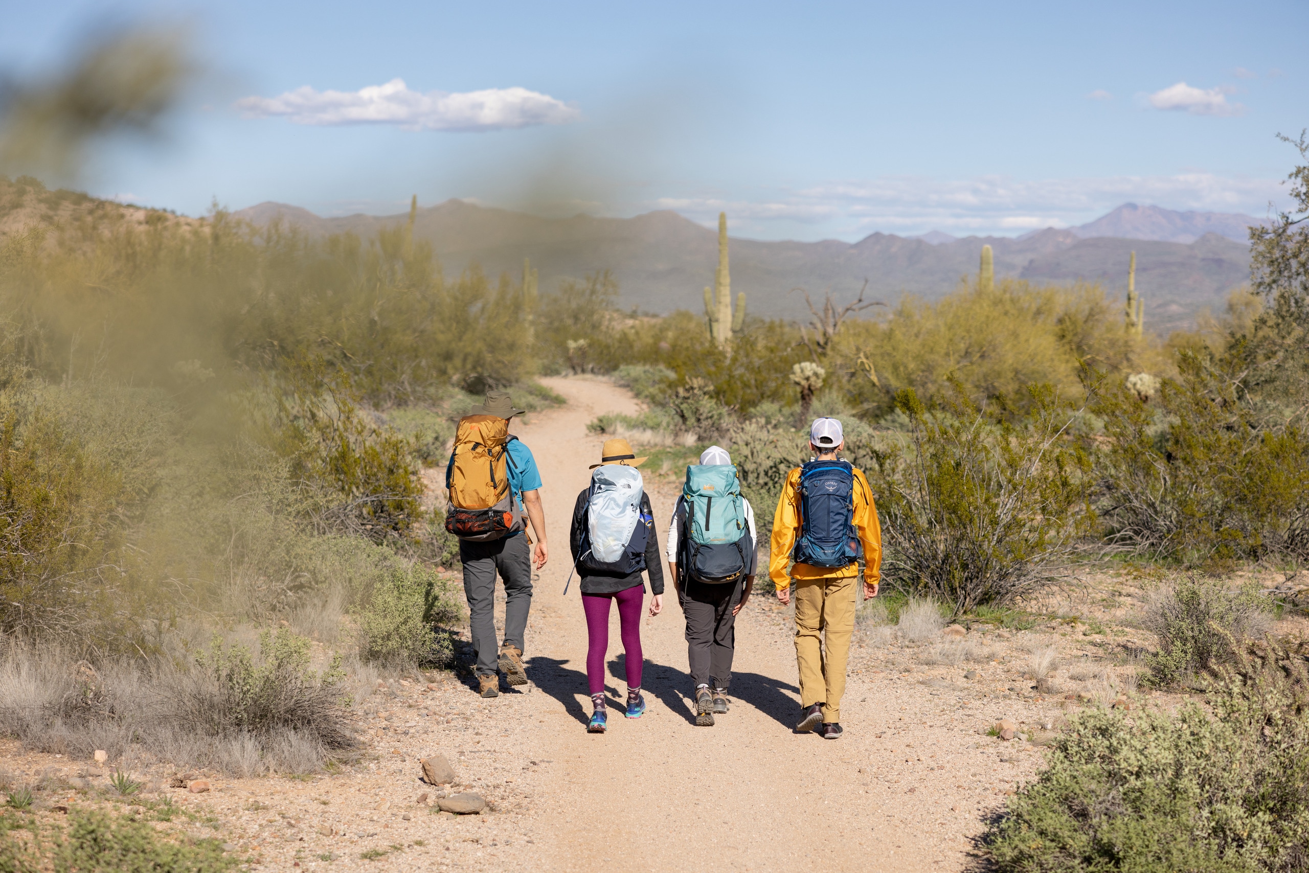 Four hikers walk away from the camera into a scrub brush desert landscape
