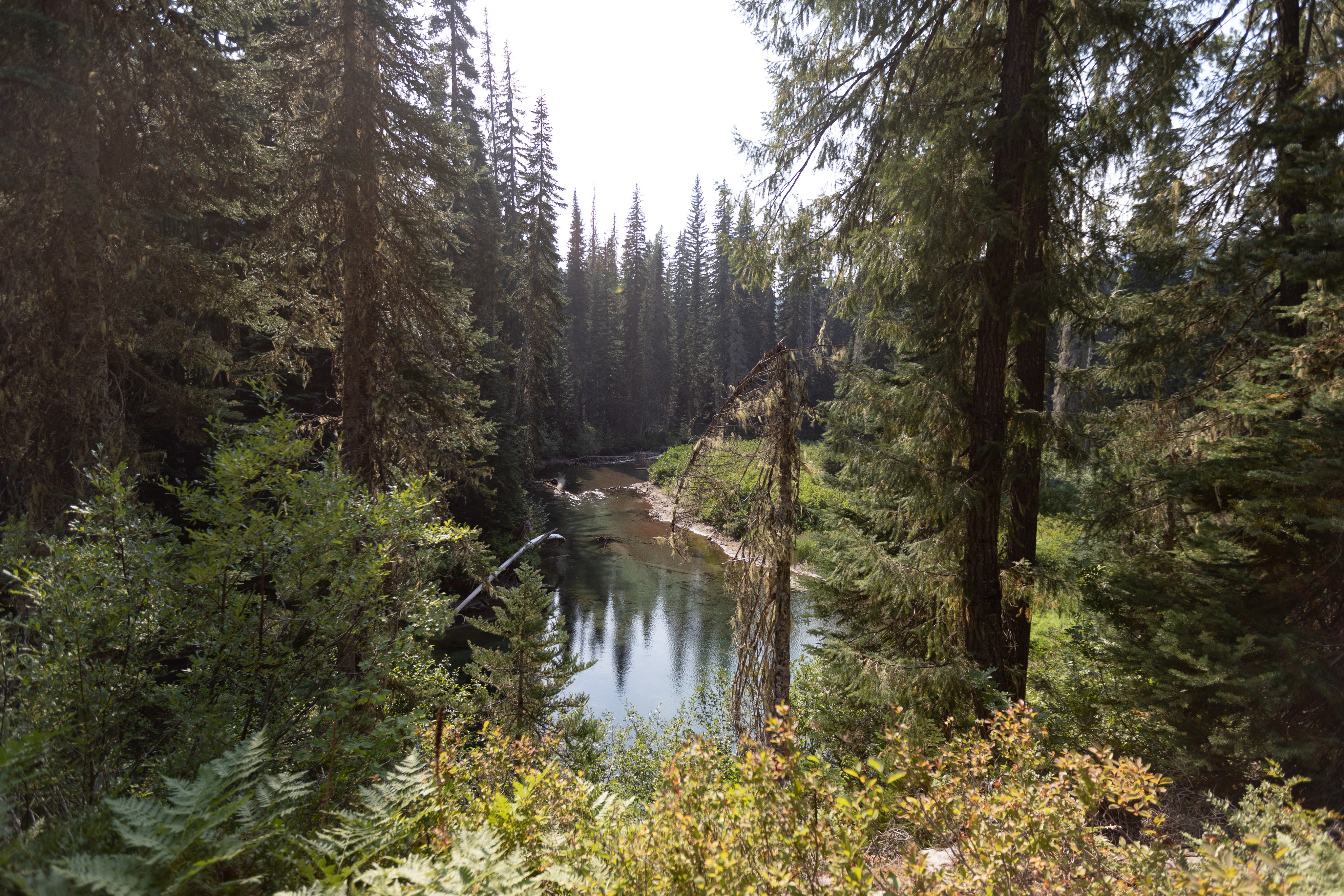 A creek winding through an evergreen forest