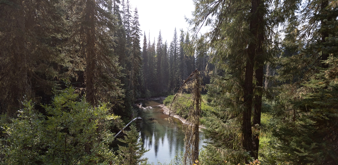 A creek winding through an evergreen forest