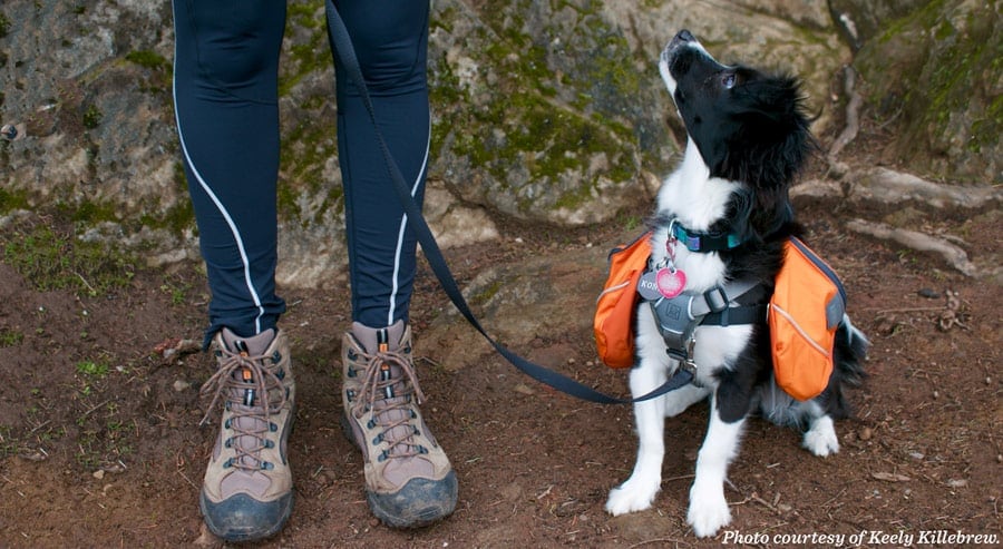 puppy hiking backpack