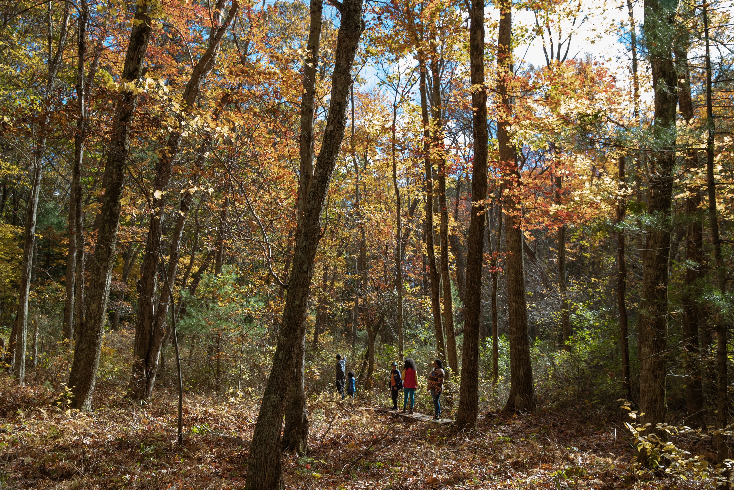 A group of people are seen in the distance, walking among trees whose leaves are changing colors for autumn.
