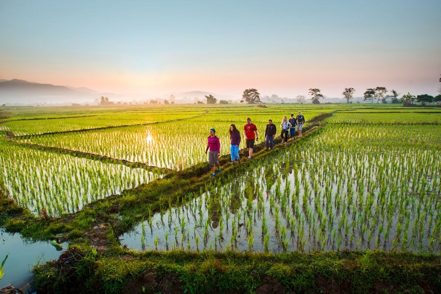 Group of travellers walking through a rice paddy at sunrise.