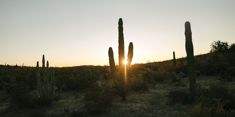 a desert landscape at sunset