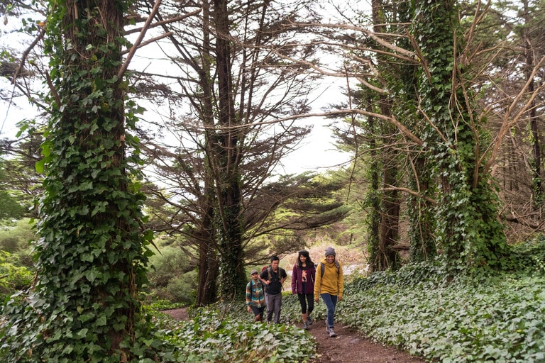 Four people hike through ivy covered forest