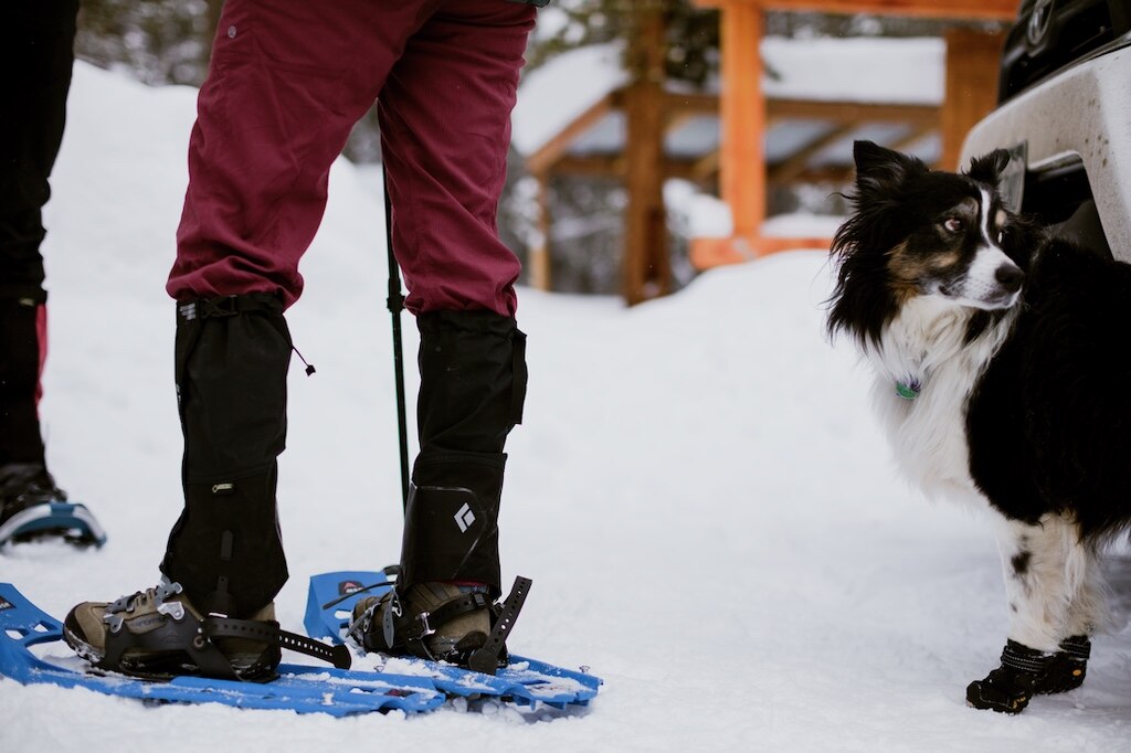 Protecting Your Dog's Paws in Hot and Cold Weather: The Benefits of MediPaw  Boots - BoDee, Inc. dba DogLeggs