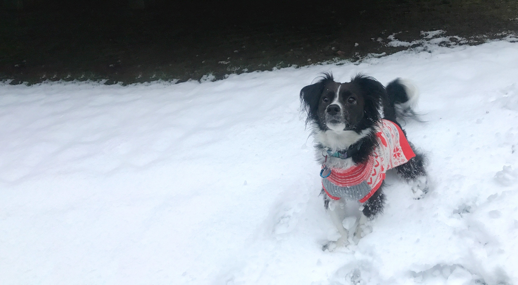 5 Ways To Protect Your Pet's Paws In Cold Weather