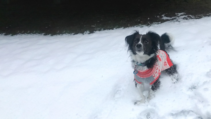 A dog wearing a sweater sits in the snow