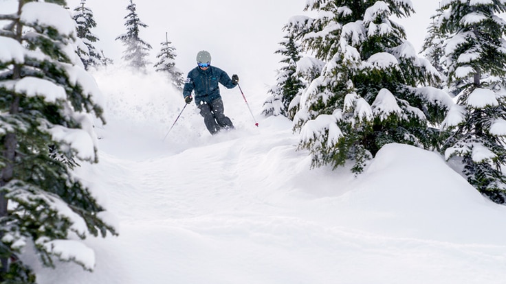 a skier skiing through the trees