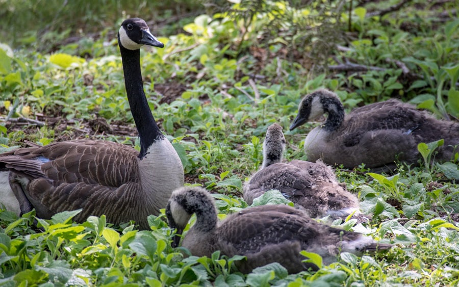 A goose and her goslings