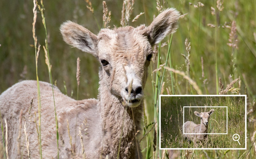 An image of baby longhorn sheep showing how to use the LCD screen of a camera to check focus on an image