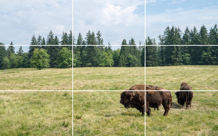 An image of bison in a field demonstrating the rule of thirds