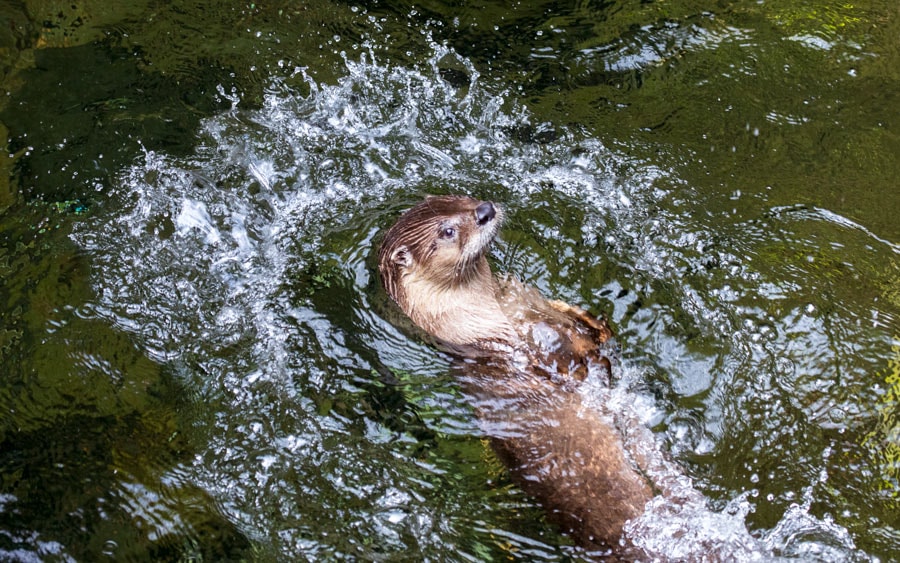 A river otter splashes into the water on its back