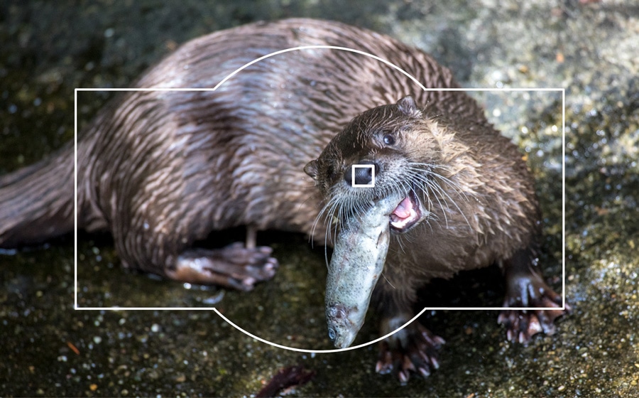 A photo of a river otter with a single focus point selected