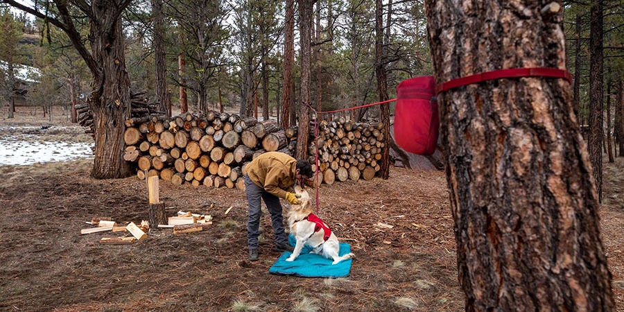 A person bends over to pet a dog that's hitched using the Ruffwear Knot-a-Hitch Campsite Hitching System