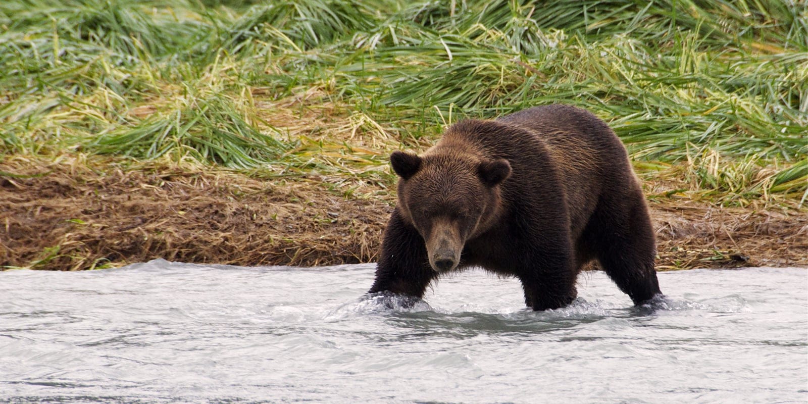 Explainer: Black bear or brown bear?