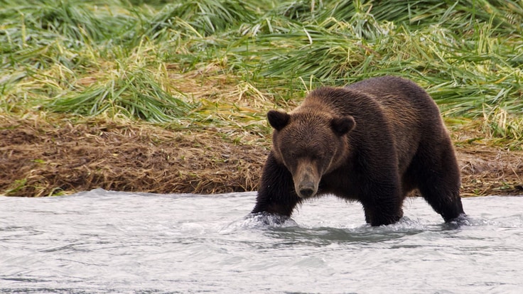 Black bear crossing a river