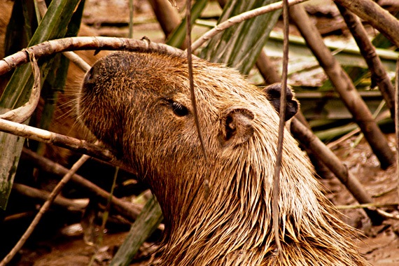 Peruvian Amazon: Heath River Wildlife Center | Travel with REI