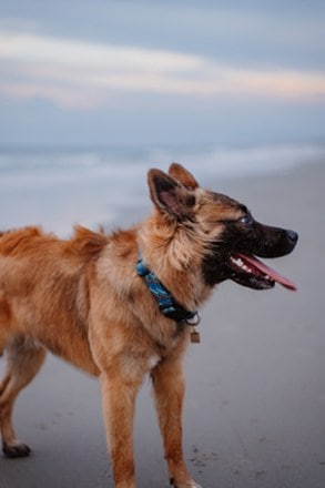 Wilderdog Rope Reflective Collar 2