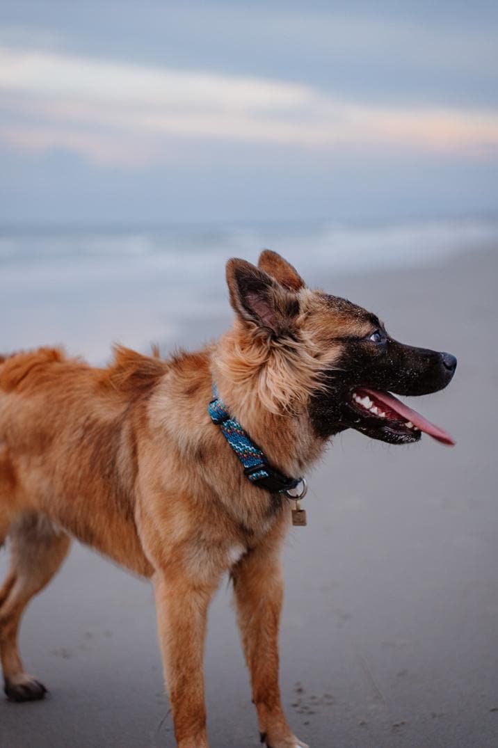 Location Image for Rope Reflective Collar