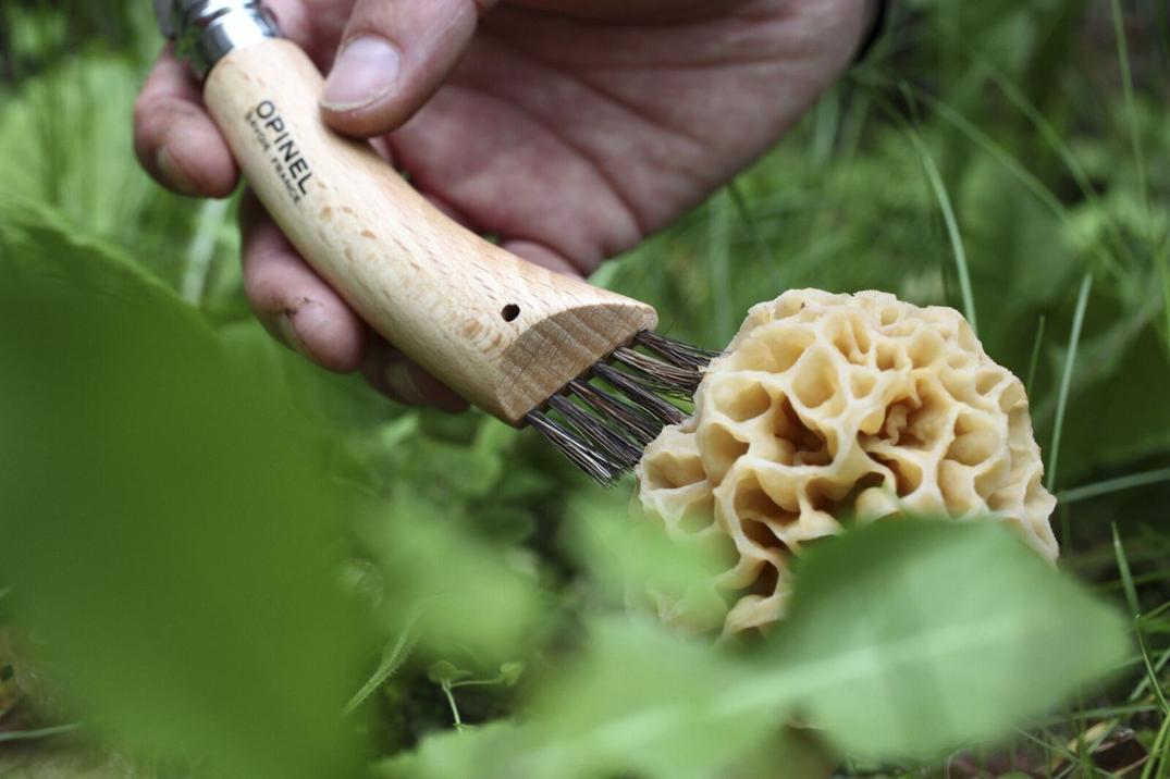 Location Image for No. 8 Mushroom Knife
