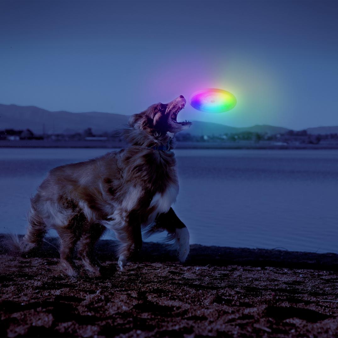 Location Image for Flashflight LED Dog Discuit Flying Disc