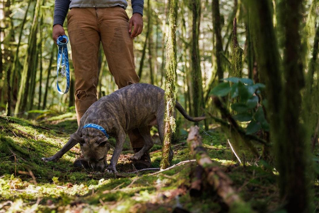 Location Image for Crag Leash