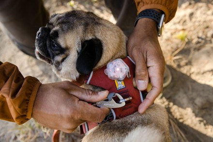Location Image for Front Range Dog Harness