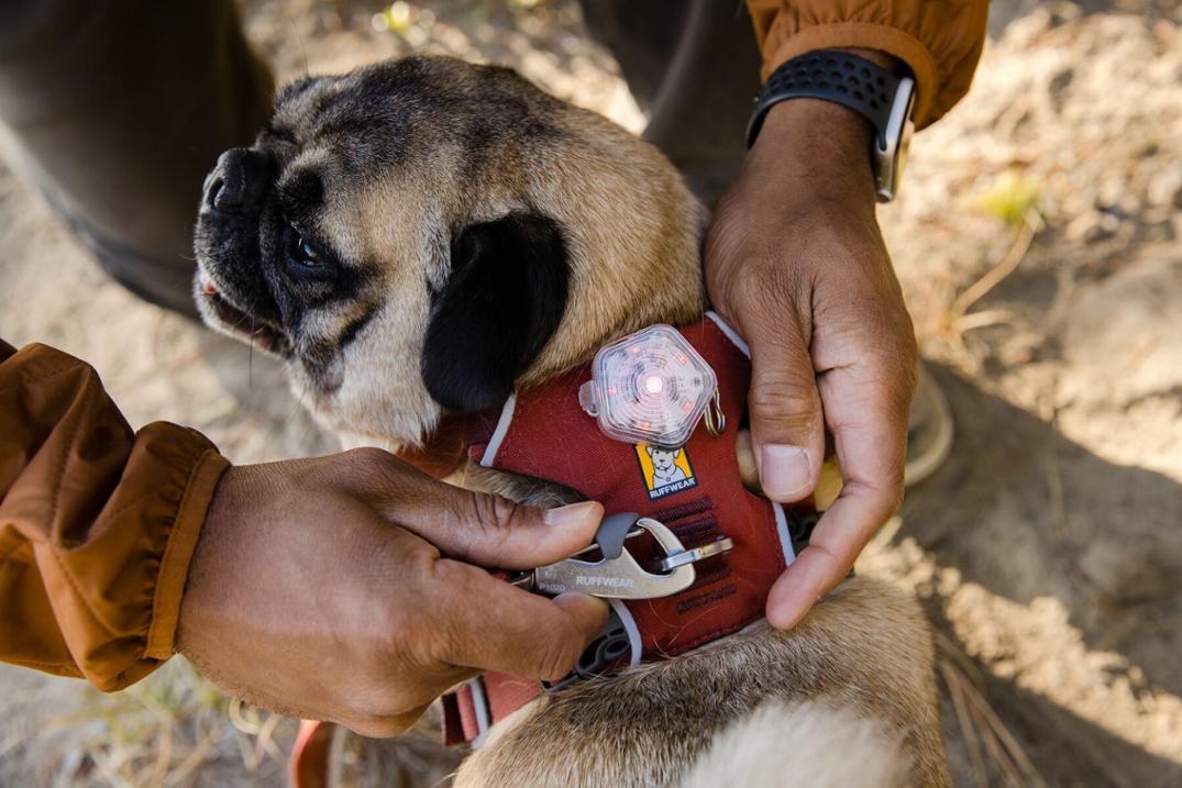 Location Image for Front Range Dog Harness