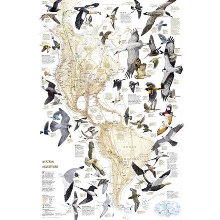 National Geographic Bird Migration Reference Map and Guide 1
