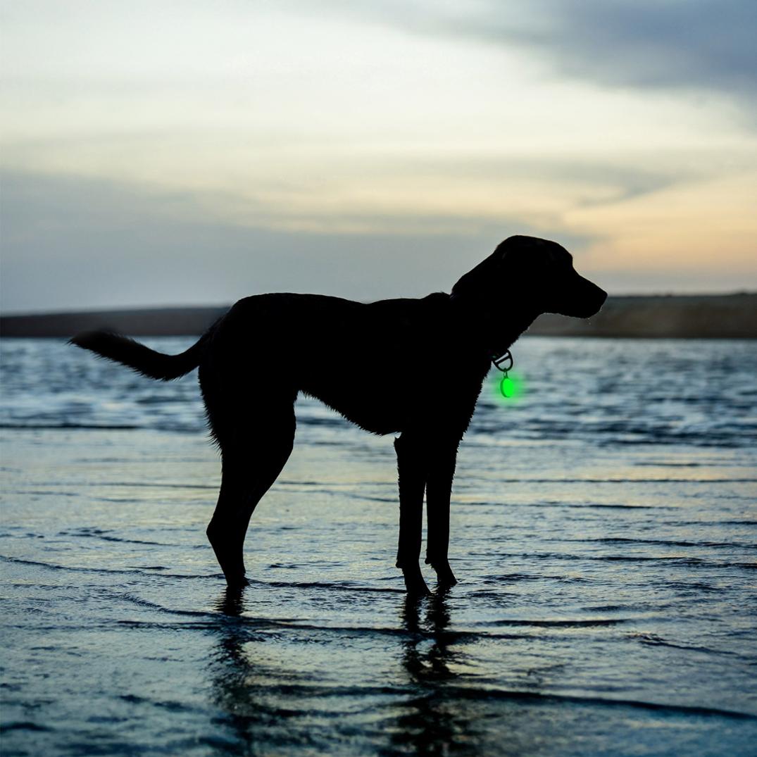 Location Image for SpotLit Splash Waterproof Rechargeable Collar Light - Disc-O Tech