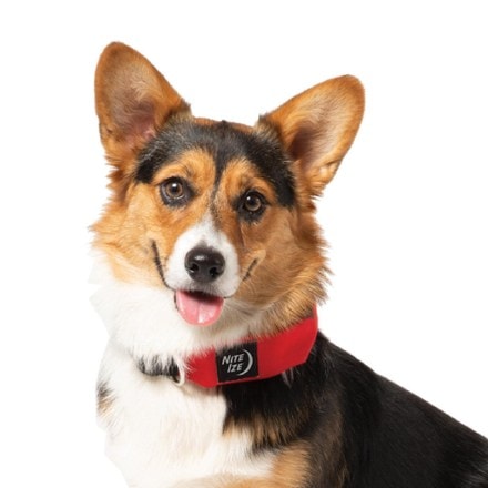 Nite Ize RadDog All-In-One Collar and Leash 2