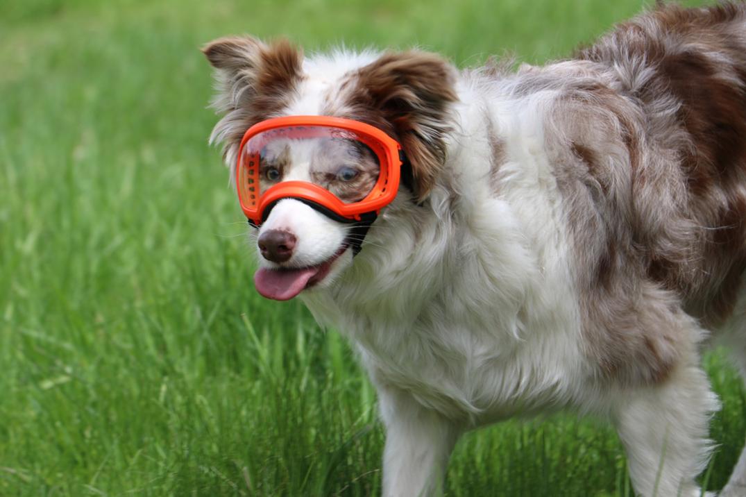 Location Image for V2 Dog Goggles