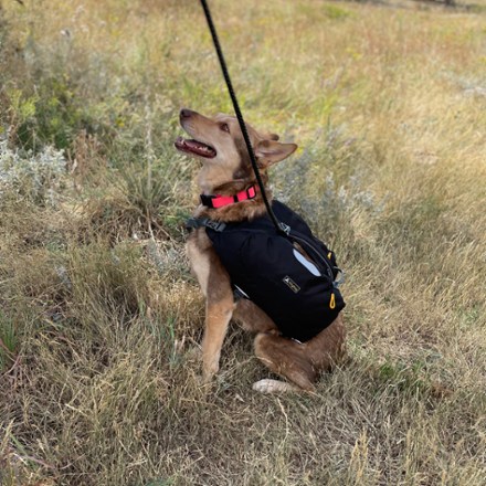 OllyDog Rover Dog Pack 10