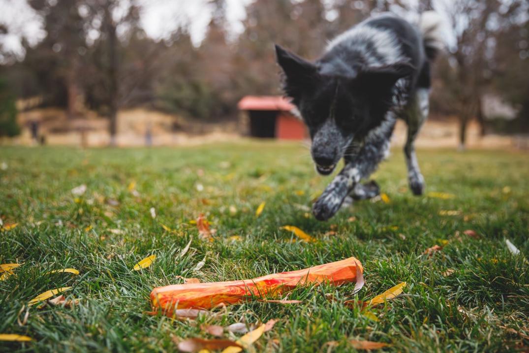 Location Image for Gnawt-a-Stick Toy