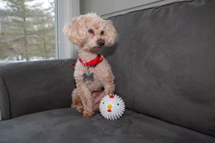 Location Image for Chicken Dog Ball