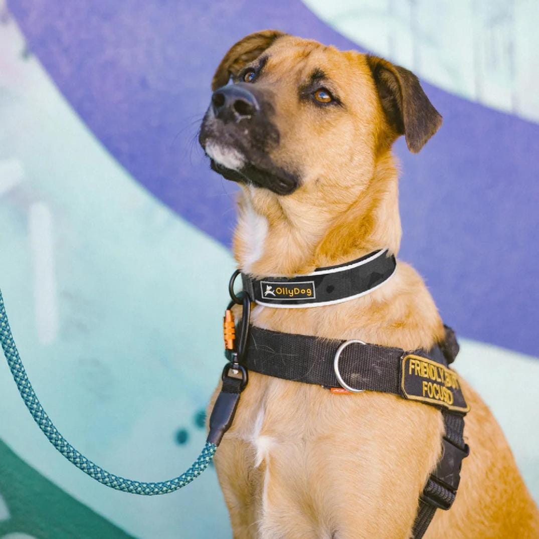 Location Image for Flagstaff Reflective Comfort Adjustable Dog Collar