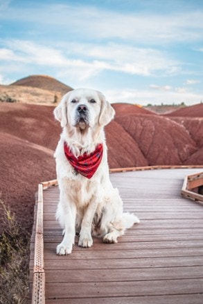 Wilderdog Cooling Bandana 1