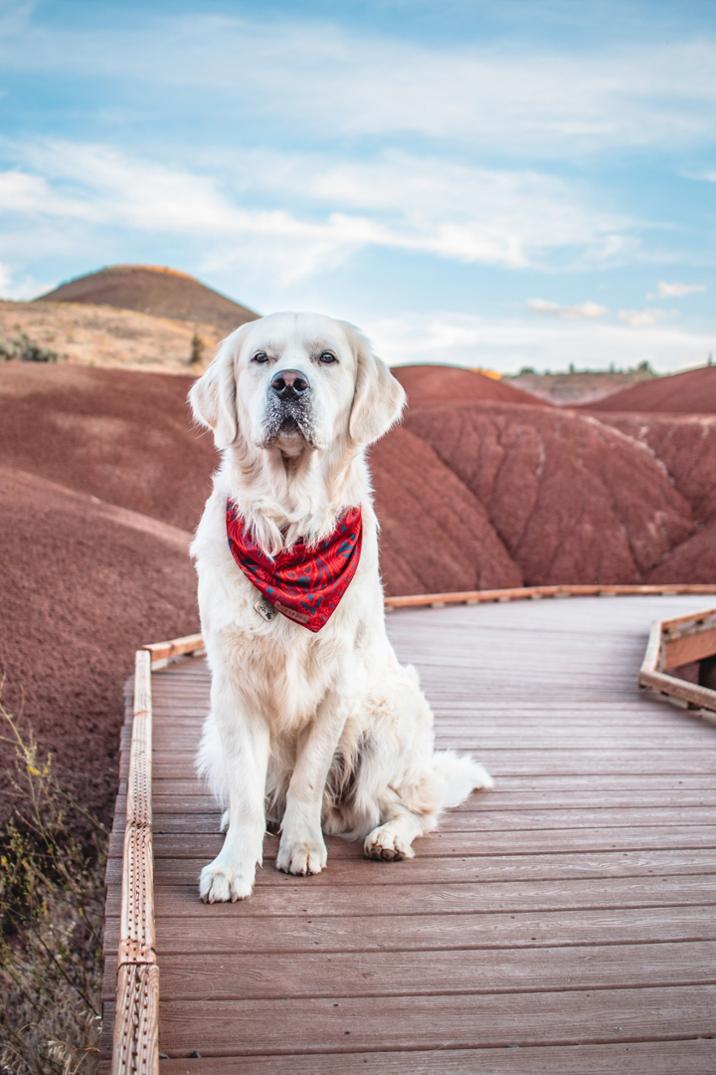 Location Image for Cooling Bandana