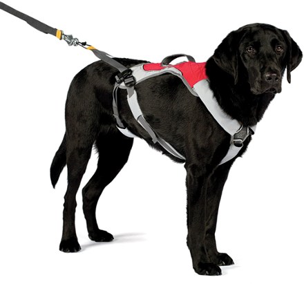 Harness shown on dog with girth strap (Red Currant)