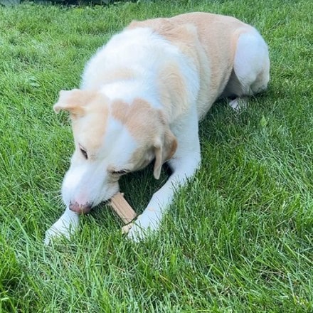 Project Hive Pet Company Hive Chew Sticks 3
