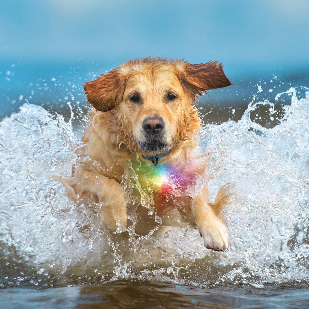 Location Image for SpotLit Splash Waterproof Rechargeable Collar Light - Disc-O Tech