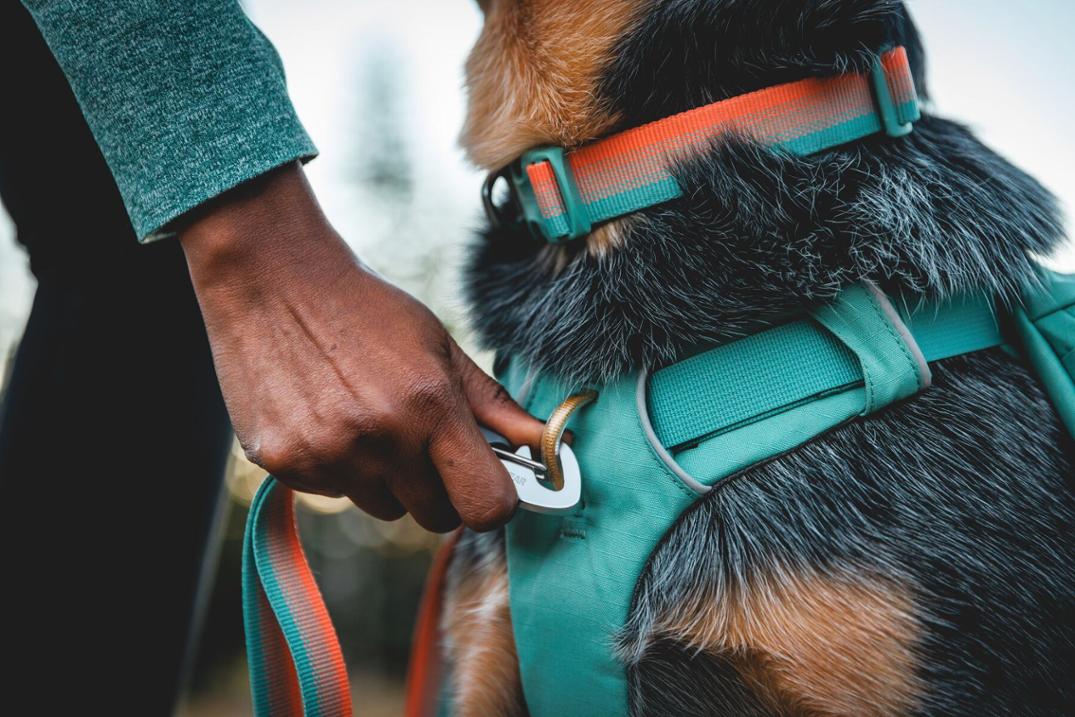 Location Image for Front Range Dog Day Pack