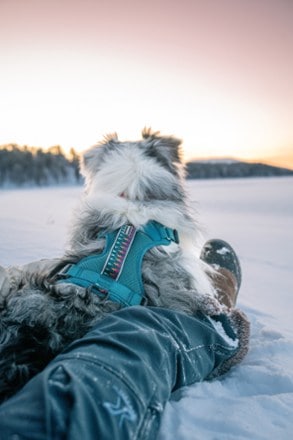 Wilderdog Dog Harness 7