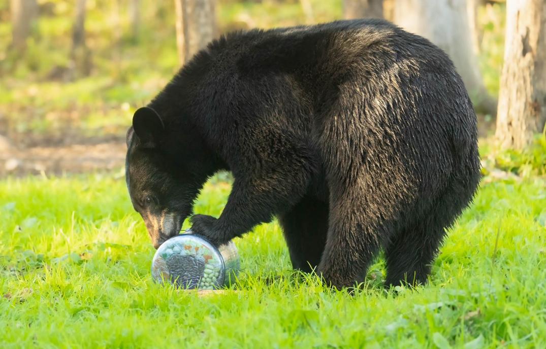 Location Image for BV ONE Adjustable Bear Canister