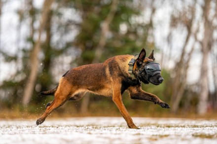 Location Image for V2 Dog Goggles