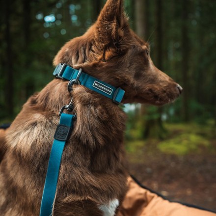 Location Image for Waterproof Collar