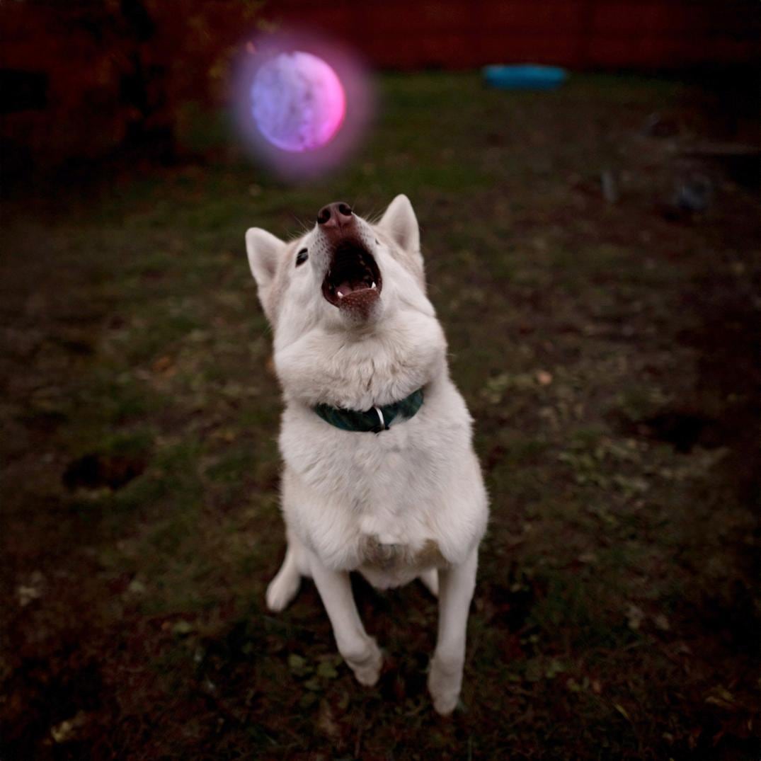 Location Image for GlowStreak Disc-O LED Ball