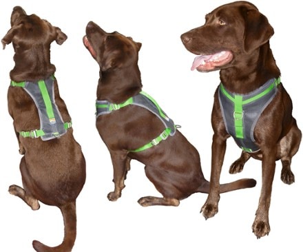 Rei dog mpt harness