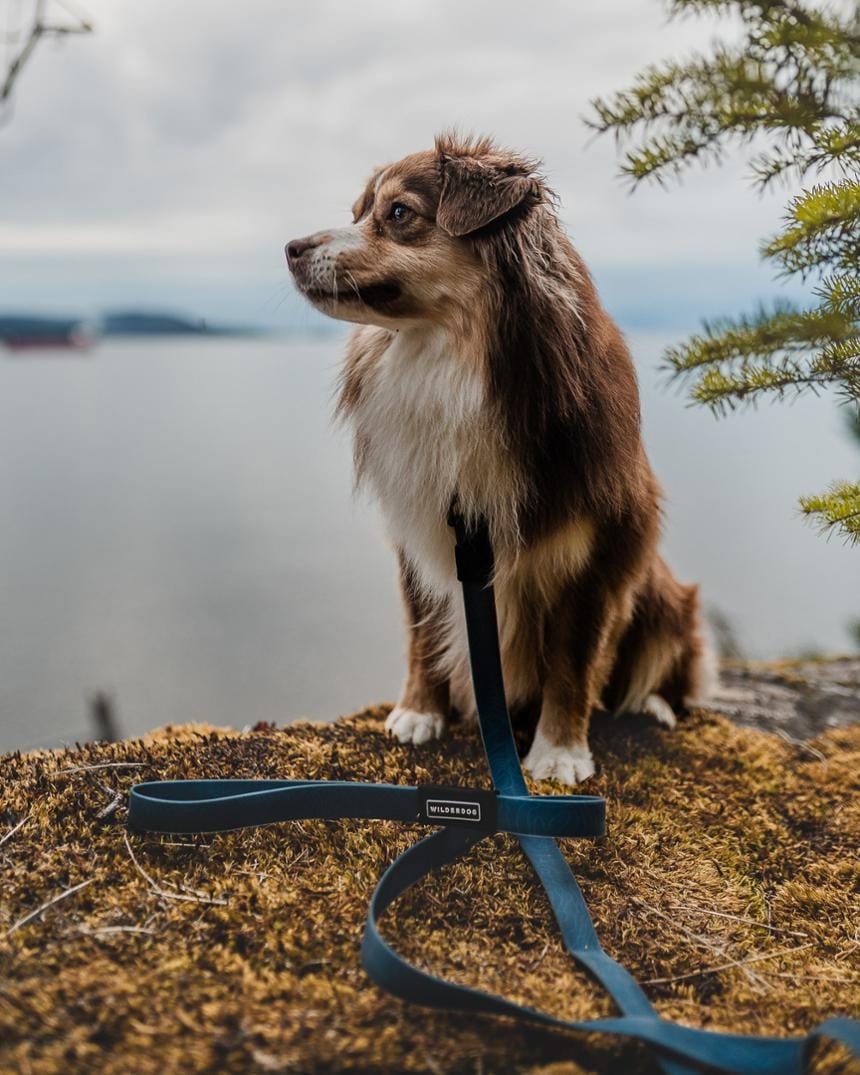 Location Image for Waterproof Leash